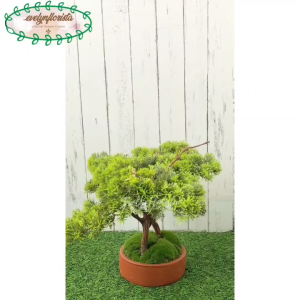 Pohon Bonsai Cemara Mini Pohon Hias Pot Bulat Tanah Liat Hiasan Rumah Hiasan Meja Aesthetic