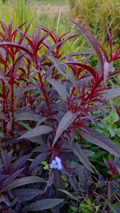 Daun Boroco Ungu Segar / Daun Jengger Ayam Ungu Segar / Tanaman Jawer Hayam Segar Herbal Alami