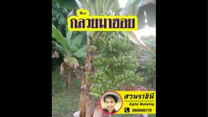 หน่อกล้วยมาฮอย จำนวน 1 หน่อ กล้วยที่ออกเครือได้ 2-4 เครือพร้อมกันใน 1 ต้น