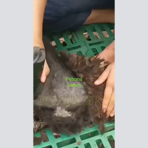 Baorun S1 Original Alat Cukur Elektrik Bulu Hewan Kucing Kambing Domba Anjing