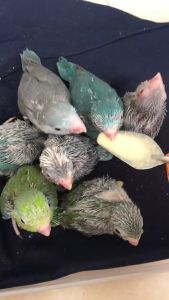 ช้อนป้อนอาหารนก ป้อนลูกนก