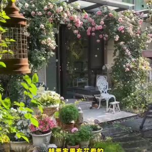 Rose flower   | Flower Seed  蔷薇花种子四季开花易活鲜花种子Garden View Climbing Plant Flower Seeds