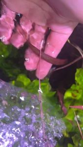 [Aquatic Plant] Cryptocoryne ADA Spiralis Tiger Stripes Rare Plants Crypt Red Low Tech No CO2 Aquarium Aquascaping 虎纹椒草ADA稀有水草