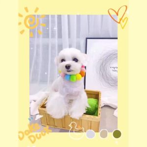 ปลอกคอสัตว์เลี้ยง ปอกคอแมวน่ารัก ปลอกคอสุนัข ปลอกคอปอมปอม ปอกคอแมว ปลอกคอน่ารักสวยงามทันสมัย นุ่ม ใส่สบาย