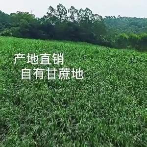 Ginger and Black Sugar Tea Handmade Physiological Period Suitable