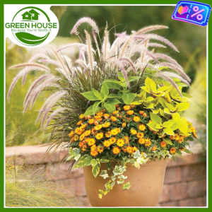 Green House® - Ornamental Fountain Grass White Seeds (50 Seed) incl. Instruction for planting - Paniceae Plant