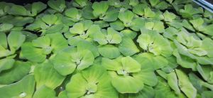 Floating Water Plant Lettuce Kiambang ×5 pieces for aquariums