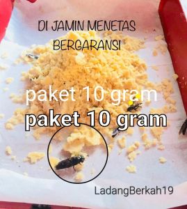 Telur lalat bsf 10 gram
