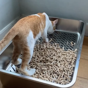 Stainless Steel Cat Litter Box With Strainer/Sifter (Jumbo & Medium Size) easy to clean Large Capacity Open Breathable Cat Litter Box Free Cat Litter Scoop