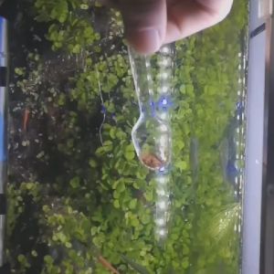 50g/100g Decapsulated baby brine shrimp BBS for Betta fish Aquarium Baby Fishes Food