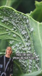 🌻All the pests are dead🐛Plant insecticide spray 500ml No harm to plants Bug Spray | Aphids | Mites | Thrips insecticide and pesticides for plants insecticide organic insecticide  insecticide for vegetables  insecticide for plants