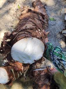 Củ Bạc Hà núi - núi cấm An Giang 5kg