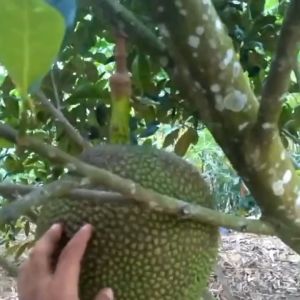 Bibit Tanaman Nangka Merah OKULASI Super Murah