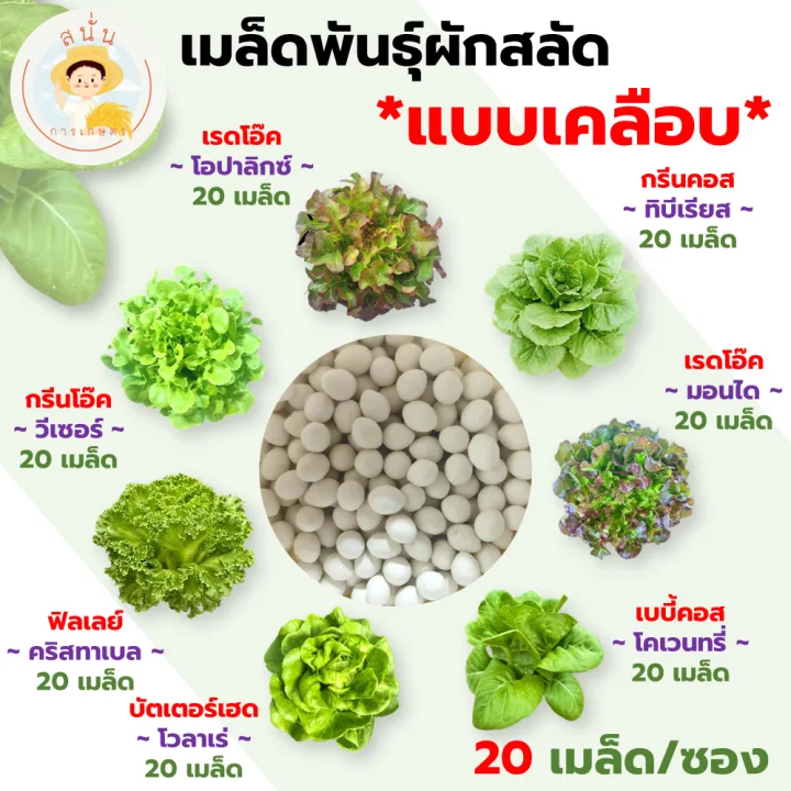 เมล็ดพันธุ์เบบี้คอส โคเวนทรี่ เมล็ดเคลือบ