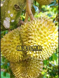 Freeze-dried durian dry 60g bag Thai flavor golden pillow durian crisp (Extremely fast delivery)