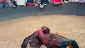 ไข่เชื้อไก่ชน ลูกชาย K-man ชุด 5 ฟอง ส่งด่วนทั่วประเทศ ฟักออกจริง ประกันเชื้อเดิน100%