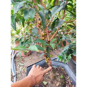 cây nho thân gỗ 12 vụ giống lùn trưởng thành cao 60-70cm ra quả sau 2 tháng