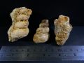 Fosil keong ulir kristal B86 atau fosil kerang temuan atau fosil gastropoda atau batu fossil alam. 