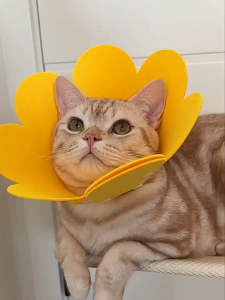 Sunflower Pet Elizabeth Collar | Soft Felt Anti-Lick Cone  E-Collar Adjustable Reversible DD CAT AND PET