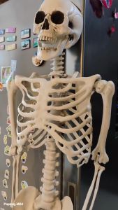 (1 ตัว) สูง 170 ซ.ม. 3D โครงกระดูกมนุษย์ เสมือนจริง หุ่นโครงกระดูก หุ่นผี โครงกระดูก ประดับ ตกแต่งบ้าน พร็อพฮาโลวีน Halloween M24 - สีเหลือ