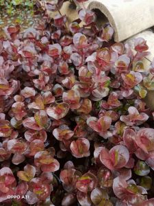 Rotala macranda red emersed per 20batang tanaman aquascape