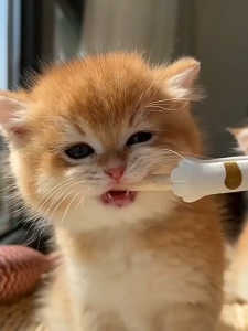 PET RECORD Freeze Dried Cat Dental Sticks Fresh Breath Tartar Remover Oral Care Supplemental Treats