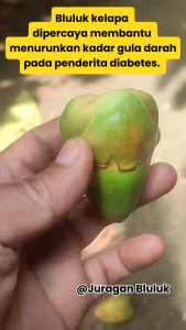 Paket Superan 1kg Biji Beluluk Kelapa Segar Tembuluk Beluruk