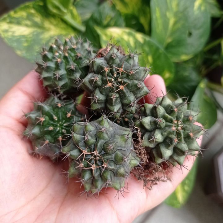 Cactus (Gymnocalycium Mihanovichii) | Lazada