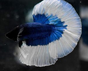 BETTA FISH HALFMOON BLUE BUTTERFLY ROSETAIL THAILAND