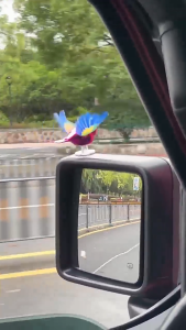 4sshop-นกที่บินตาม escort bird นกของเล่นรถจักรยานยนต์รถเครื่องประดับสร้างสรรค์พลังงานลมฟรี ปลั๊ก