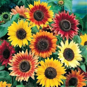 Dwarf Sunflowers Seasonal Flowers Balcony Sunflowers Ornamental Flowers Heat-resistant and Easy to Live Sunflowers Potted Planting 21PCS/PACK