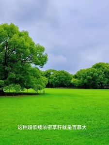 Bermuda lawn grass seeds dwarf百慕大草坪草籽no pruning evergreen seeds all year round矮生免修剪四季常青种子 villa courtyard greening drought resistant turf别墅庭院绿化耐旱草皮