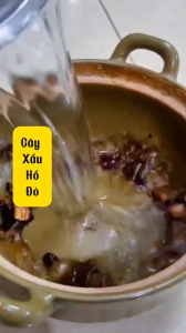 cây xấu hổ khô nghệ an (mắc cỡ trinh nữ) giúp giảm đau xương khớp nhức mỏi tay chân...