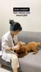 Sikat Pembersih Bulu Kucing Anjing Baju Kain Karpet Serbaguna