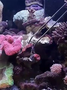 🎏 30ซม แหนบยักษ์ แหนบตรง แหนบโค้ง แหนบสแตนเลส แหนบตกแต่งตู้ปลา แห้งอาหาร ให้สัตว์ ราคาถูกต้อง