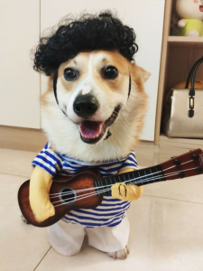 Dog Clothes Funny Pet Guitar Pet Costume Afro Corgi Creative Clothing Cat Funny Trendy Clothing