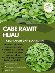 Benih cabe rawit hijau paket 100 batang siap tanam bibit siap tanam