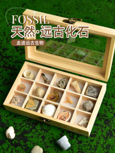Natural Fossil Sample Set Mineral Ore Rock Childrens Science Exploration Toys Paleontological Marine Biological Specimens