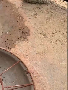 เราส่งของทุกวัน สารกำจัดแมลง สเปรย์กำจัดแมลง มด เหา หมัด แมลง ยุง ได้ผล100% แจกขวดสเปรย์ เจือจางด้วยน้ำ ผง เหมาะกับทุกพื้นที่