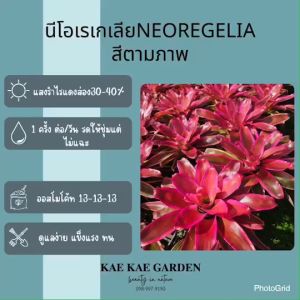 สับปะรดสีหรือบรอมีเลียด (Bromeliad) **สีชมพูอมแดง**เป็นพืชในวงศ์ Bromeliaceae มีให้เลือกมากมาย