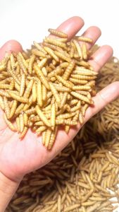 BERRITZ Maggot Kering Bsf Grade Super A+ 1KG Pakan ikanReptilkura-kuraayamlandakburung