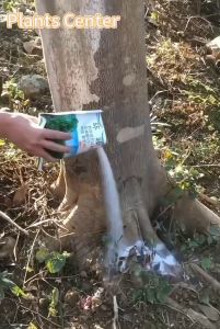 《MJDJ》【แม่ค้าไทย】รากไม้เน่า500g ยาฆ่าต้นไม้ใหญ สร้างมาเพื่อฤดูฝน ยาฆ่าตอต้นไม้ แค่โรยเพียงเล็กน้อย กำจัดวัชพืชเปิดที่รกราง ต้นไม้ใหญ่ไม้ไผ่ ยากำจัดต้น