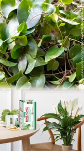 Tazakka Daun Binahong Kapsul Asli Isi 60 Ekstrak Herbal Original Halal Obat Pengering Luka Pasca Operasi Cesar Caesar Melahirkan Benahong uplemen Kesehatan Antioksidan Vitamin Daya Tahan Tubuh Dewasa