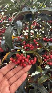 #ต้นมหาเฮง #ลูกสีแดงสด #ออกลูกเป็นพวง สวยงามมาก #ต้นมหาเฮง (Christmas Berry Coral กระถาง6-7นิ้ว60-70cm