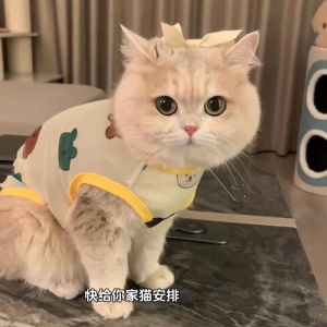 Cat Clothes Jin Gradually Layer Spring & Fall Anti-Lint Summer Dog Vest Pet German Muppet Puppy Kittens Thin