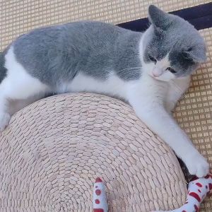 Cat Chew Toy Fabric Snake Teaser With Catnip Bite Chase Interactive Pet Toy