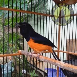 SEMPATI Changvit Super Kicau Vitamin Burung Meningkatkan Kesehatan Rajin Bunyi VCNGVSK
