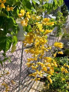 Lan hoàng dương- dòng ưa nắng hoa quanh năm