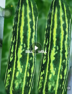 Biji Benih Timun Krai (12 seeds)/三叶花酥瓜种子/花皮酥青瓜籽/Krai Cucumber Seeds