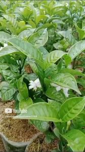 Tanaman Hias Gardenia Jasminoides: Tanaman Hias Yang Mudah Dirawat & Dekoratif